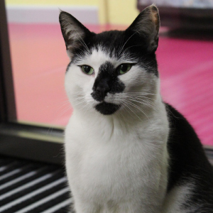 HackEssex background